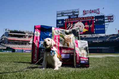 Natty, an 8-week-old Golden Retriever and Labrador Retriever mix, will be the Washington Nationals club's official team dog.