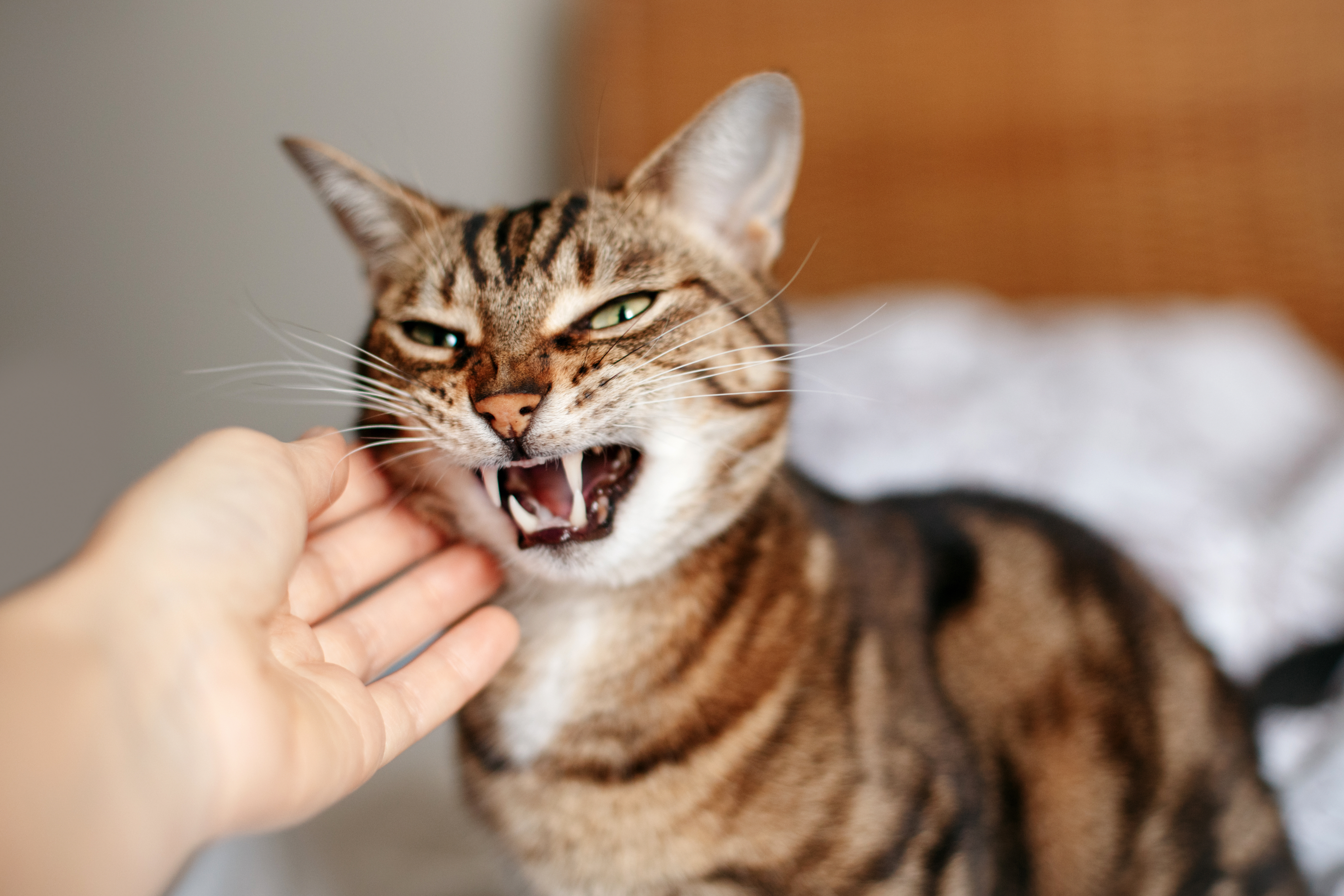 Mars research finds UK pet owners increasingly treat their animals as trusted companions and key decision-makers in their personal lives.