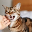 Mars research finds UK pet owners increasingly treat their animals as trusted companions and key decision-makers in their personal lives.