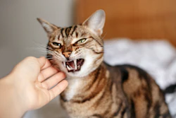 Mars research finds UK pet owners increasingly treat their animals as trusted companions and key decision-makers in their personal lives.