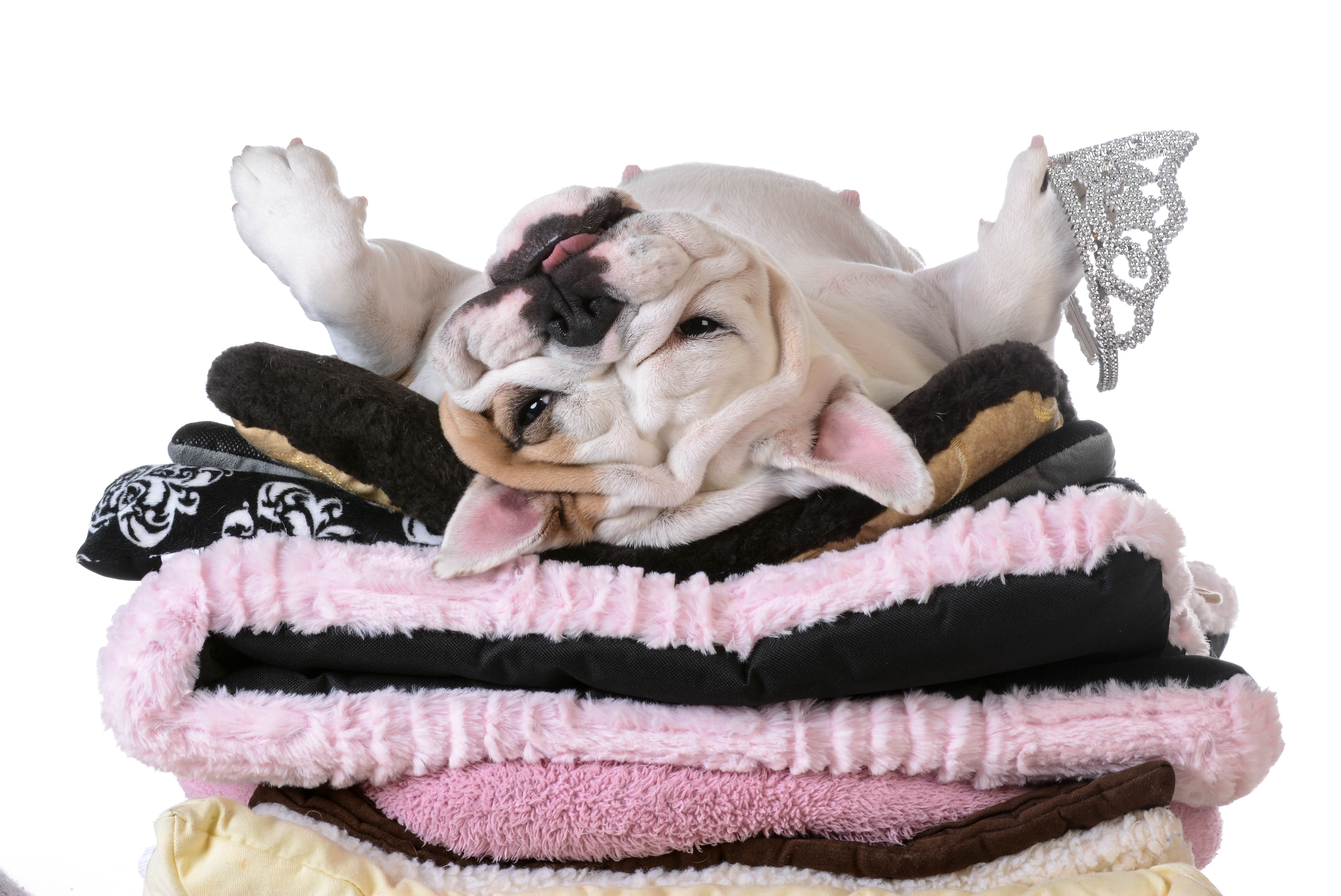 Dogs and cats are now seen as family members, emotional support systems, workout buddies, travel companions and, in many homes, the most consistently well-liked member of the household.