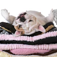Dogs and cats are now seen as family members, emotional support systems, workout buddies, travel companions and, in many homes, the most consistently well-liked member of the household.