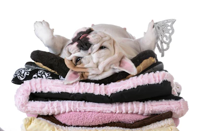 Dogs and cats are now seen as family members, emotional support systems, workout buddies, travel companions and, in many homes, the most consistently well-liked member of the household.