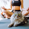 When it comes to pet supplements, mental and emotional well-being considerations are emerging as a formulation priority.