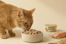 California Cat Kitchen launched two recipes — Beef & Pollock and Chicken & Salmon — both using wild-caught fish and available in smooth and ground textures.