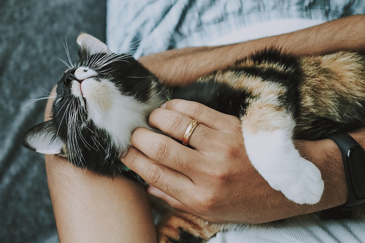 Pet food brands are increasingly positioning products around specific daily moments, a shift that multiplies touchpoints between brands, pets and owners, noted Innova.