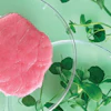 Cell-based meat is a complicated idea, leading to regulatory hold-ups and a patchwork of responses from state and country legislators.