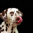 Huskyherz Dalmatian 1020790 1280 (1)
