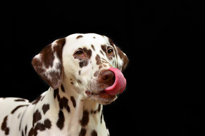 Huskyherz Dalmatian 1020790 1280 (1)