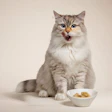 Illustrative photo of a cat with cultivated meat pet food.
