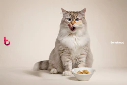 Illustrative photo of a cat with cultivated meat pet food.