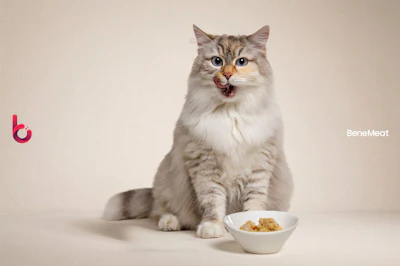 Illustrative photo of a cat with cultivated meat pet food.