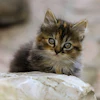Kitten Ilonaburschl Pixabay com
