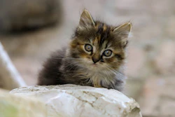 Kitten Ilonaburschl Pixabay com