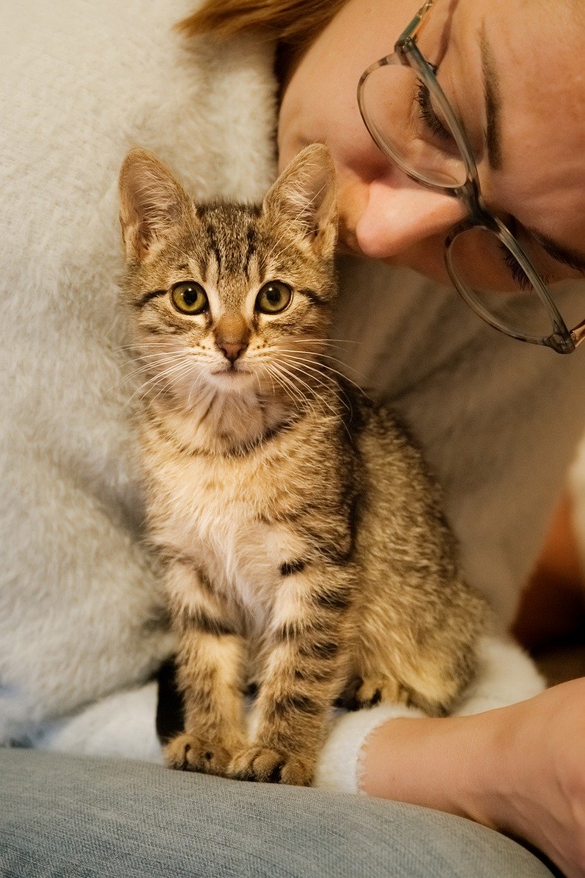 'Looking ahead, we see the role of premium cat foods shifting &mdash; but not going away &mdash; and interactive treats driving category growth,' said Nicole Hill, vice president of strategy and innovation at MarketPlace.