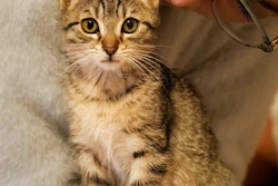 'Looking ahead, we see the role of premium cat foods shifting — but not going away — and interactive treats driving category growth,' said Nicole Hill, vice president of strategy and innovation at MarketPlace.