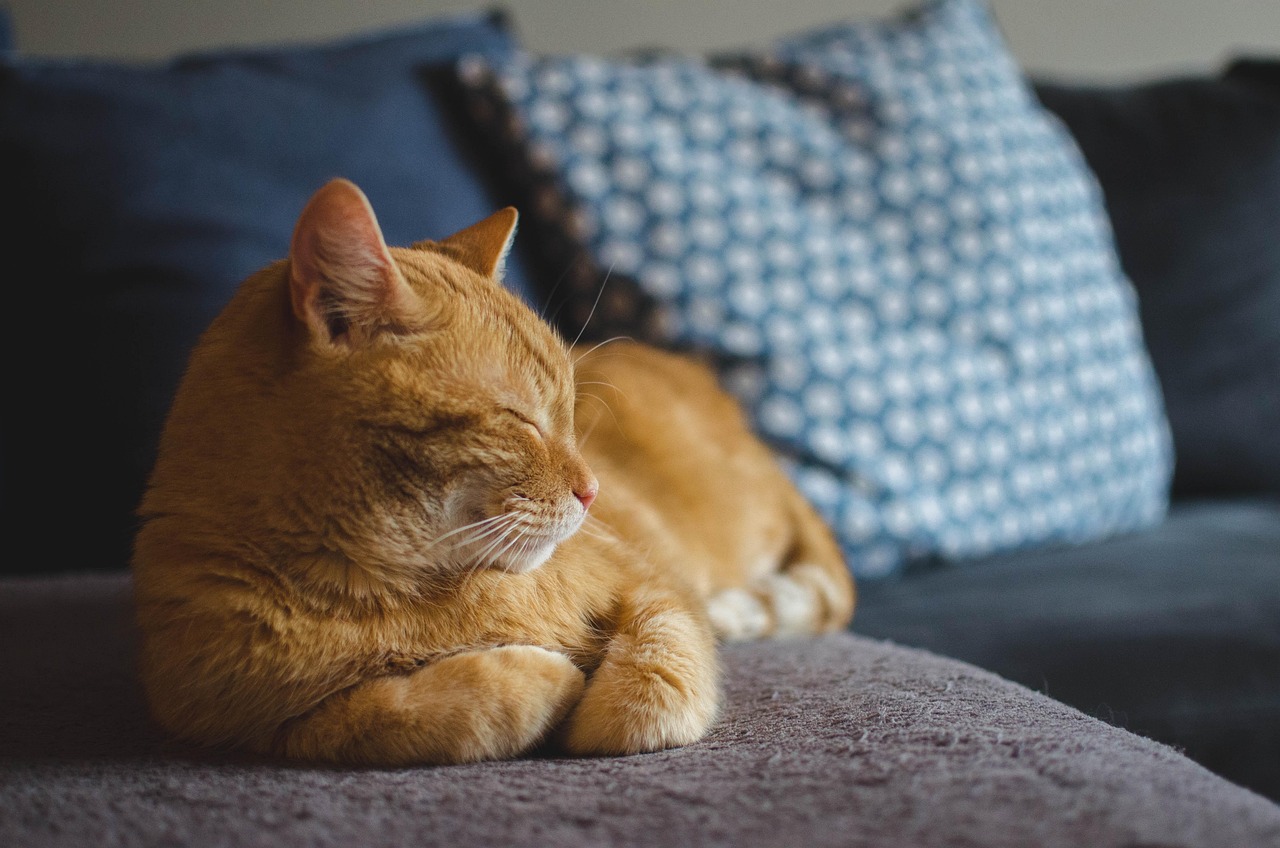 APPA's data highlights a broadening base of pet ownership growth, from younger consumers entering the market to Gen X households expanding into multiple species,
