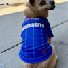 A 7-year-old mixed-breed dog available who was available for adoption through KC Pet Project, models the limited-edition Purina x KC2026 Pet Kit during a press conference celebrating Dog Days at FIFA Fan Festival in Kansas City, Missouri.