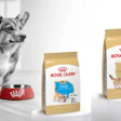 Royal Canin Corgi Breed Diet