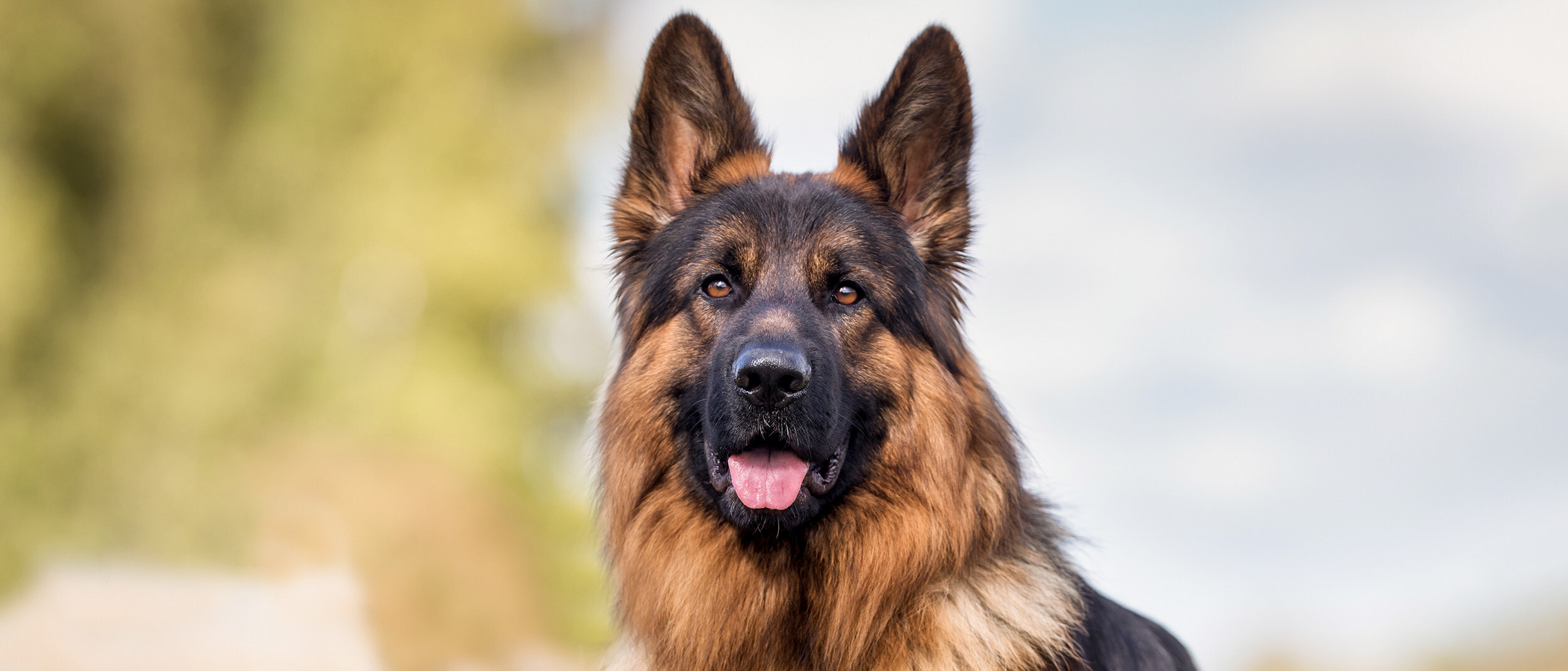 Royal Canin Research 5 13 2026
