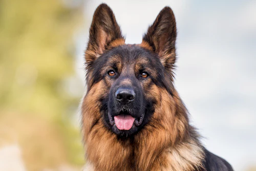 Royal Canin Research 5 13 2026