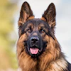 Royal Canin Research 5 13 2026