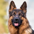 Royal Canin Research 5 13 2026