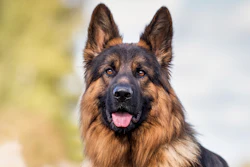 Royal Canin Research 5 13 2026