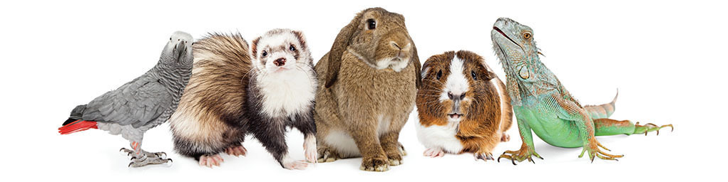 The small pet market is evolving as Gen Z hits the scene with purchasing power and a high-end view of their hairy, scaled or feathery family members.