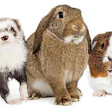 The small pet market is evolving as Gen Z hits the scene with purchasing power and a high-end view of their hairy, scaled or feathery family members.