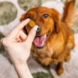The Honest Difference Dog Supplement