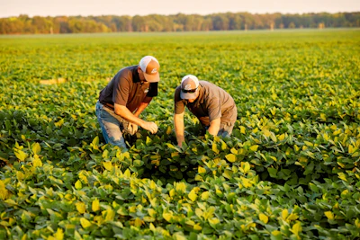 Two Male Workers With Soybean Plants Habbe Farm