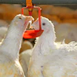 White Broilers Drinking Closeup