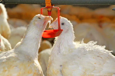 White Broilers Drinking Closeup