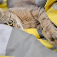 Pet food consumers may trade down or shift to private label as cumulative inflation persists, Gibbons said in his latest petflation report.