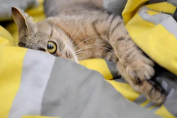 Pet food consumers may trade down or shift to private label as cumulative inflation persists, Gibbons said in his latest petflation report.