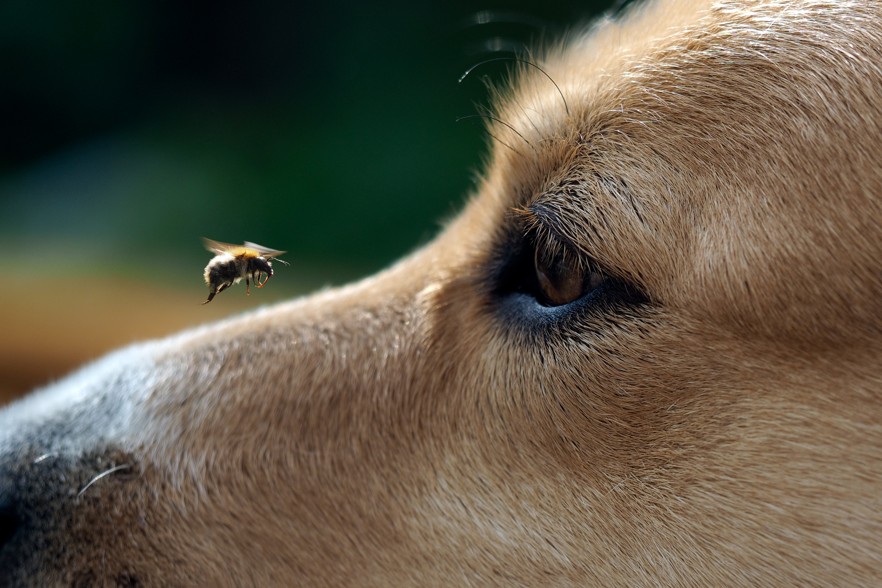 Study results support honey&rsquo;s role as an effective palatability ingredient in dog biscuits, particularly when compared to cane sugar.
