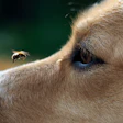 Study results support honey’s role as an effective palatability ingredient in dog biscuits, particularly when compared to cane sugar.
