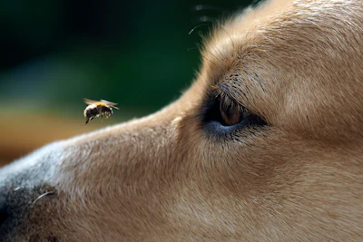 Study results support honey’s role as an effective palatability ingredient in dog biscuits, particularly when compared to cane sugar.