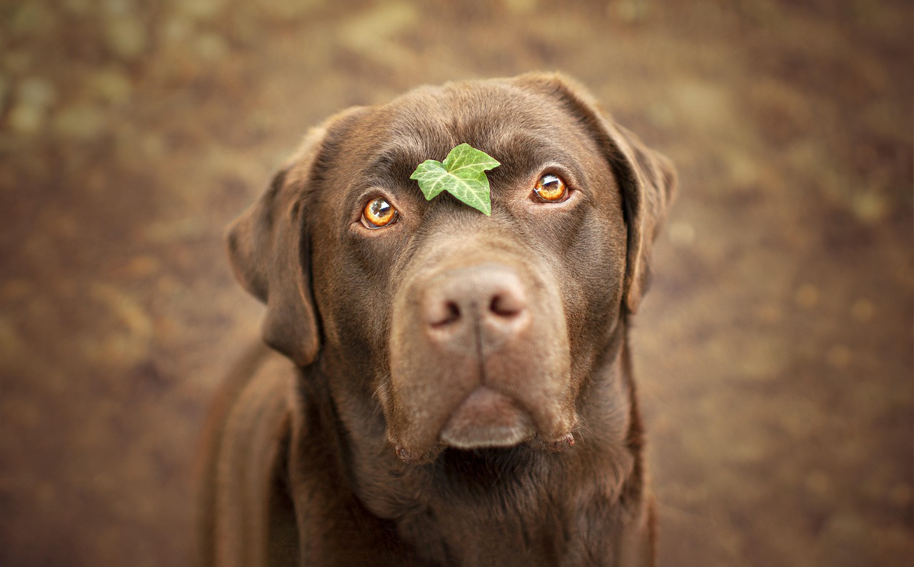 Elysian Photo Labardor Retriever