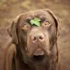 Elysian Photo Labardor Retriever