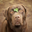 Elysian Photo Labardor Retriever