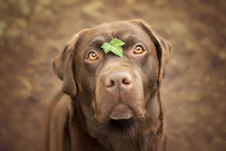 Elysian Photo Labardor Retriever