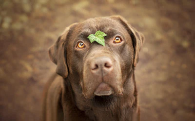 Elysian Photo Labardor Retriever