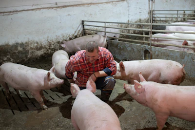 Farmer With Pigs In Barn