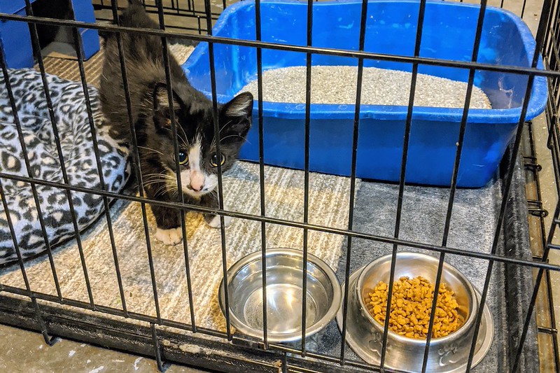 The BARK Act would protect businesses that donate food and supplies to animal shelters, aiming to ease shelter shortages and cut pet food waste.