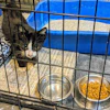 The BARK Act would protect businesses that donate food and supplies to animal shelters, aiming to ease shelter shortages and cut pet food waste.