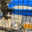 The BARK Act would protect businesses that donate food and supplies to animal shelters, aiming to ease shelter shortages and cut pet food waste.