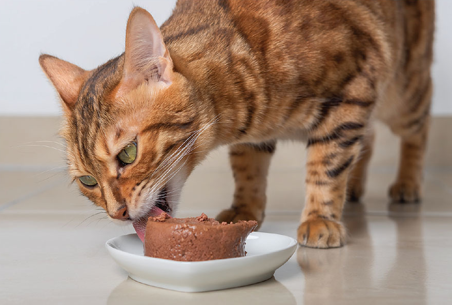 Pet owners may microwave their pets&rsquo; food without understanding the potential downsides or how to do it properly at all.