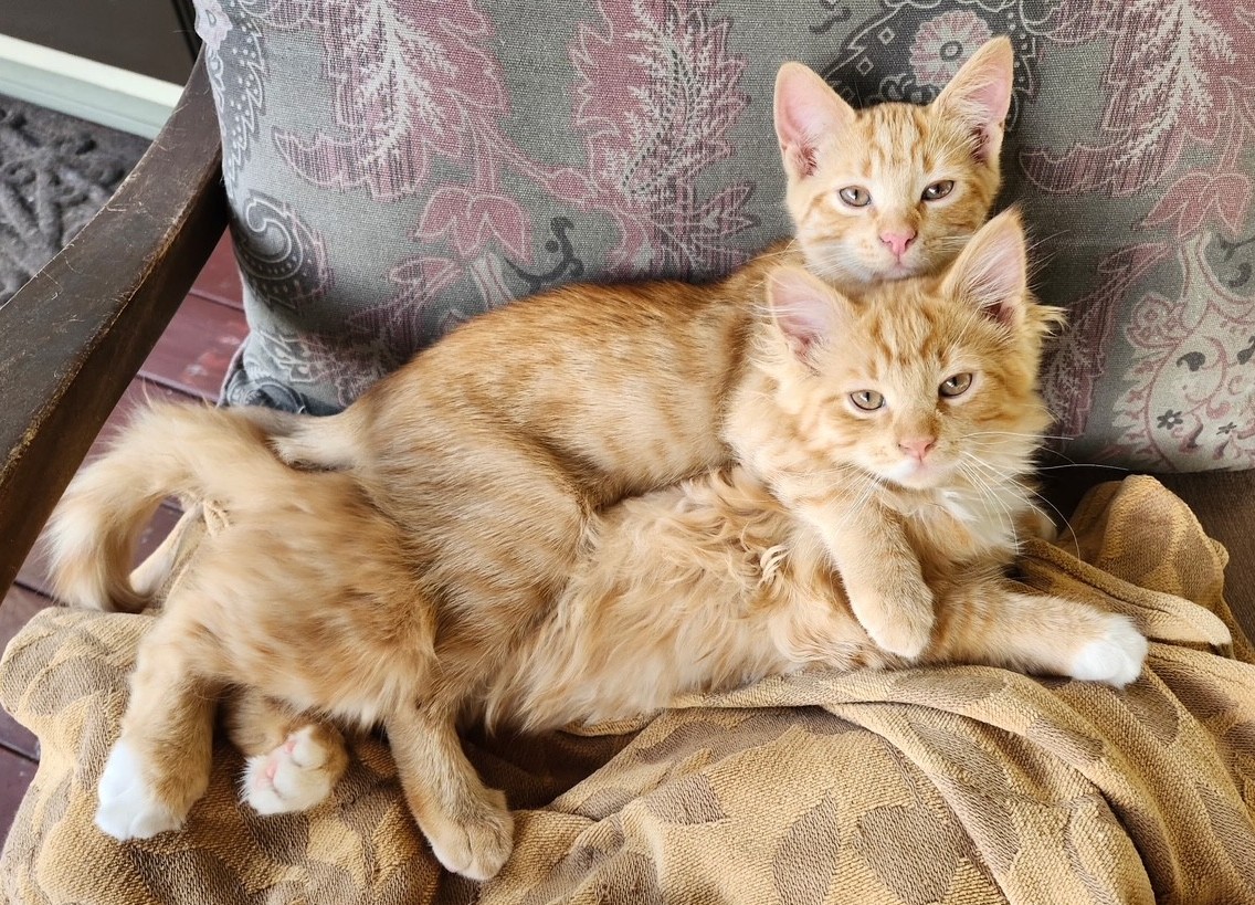 Klem (top) and Charlie
